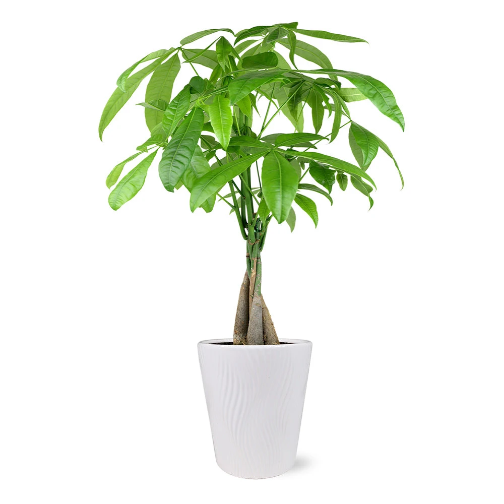 Money Tree In White Pot 2 Money Tree In White Pot - Image 2
