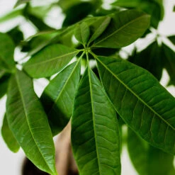 Money Tree In White Pot 7 Money Tree In White Pot -Flowering Trees Sales Money Tree Green Circle LIV Pottery Pot 3