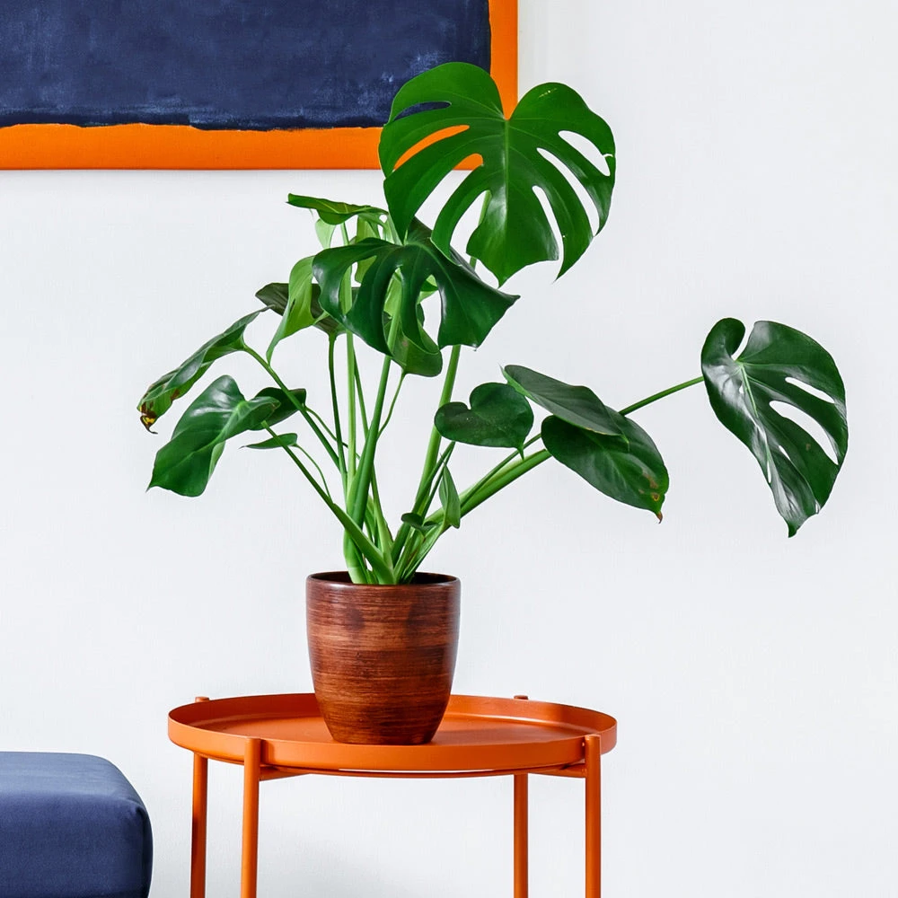 Monstera Deliciosa And Fiddle Leaf Fig Combo 3 Monstera Deliciosa And Fiddle Leaf Fig Combo - Image 3