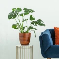 Boho House Plant Kit 13 Boho House Plant Kit -Flowering Trees Sales Monstera delisiosa 3 FGT 704a637b b40b 4518 a8eb f83a103d90ba