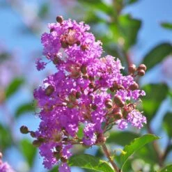 Muskogee Crape Myrtle Tree 9 Muskogee Crape Myrtle Tree -Flowering Trees Sales Muskogee Crape Myrtle 5 FGT