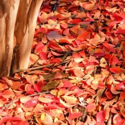 Muskogee Crape Myrtle Tree 13 Muskogee Crape Myrtle Tree -Flowering Trees Sales Muskogee Crape Myrtle 6