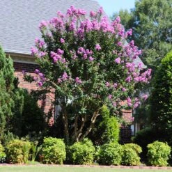 Muskogee Crape Myrtle Tree 10 Muskogee Crape Myrtle Tree -Flowering Trees Sales Muskogee Crape Myrtle 7 FGT