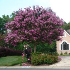 Muskogee Crape Myrtle Tree 11 Muskogee Crape Myrtle Tree -Flowering Trees Sales Muskogee Crape Myrtle single trunk