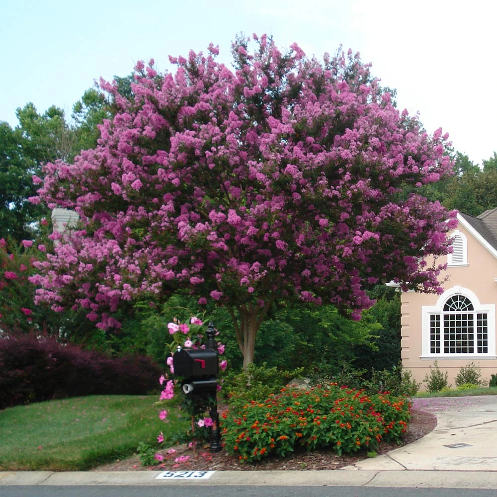 Muskogee Crape Myrtle Tree 5 Muskogee Crape Myrtle Tree - Image 5