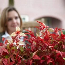 Fire Power Nandina Shrub 7 Fire Power Nandina Shrub -Flowering Trees Sales Nandina Firepower 1