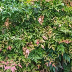 Heavenly Bamboo Nandina Shrub 8 Heavenly Bamboo Nandina Shrub -Flowering Trees Sales Nandina Heavenly Bamboo 4