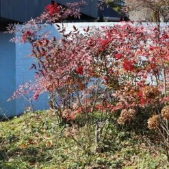 Heavenly Bamboo Nandina Shrub 10 Heavenly Bamboo Nandina Shrub -Flowering Trees Sales Nandina Heavenly Bamboo 6