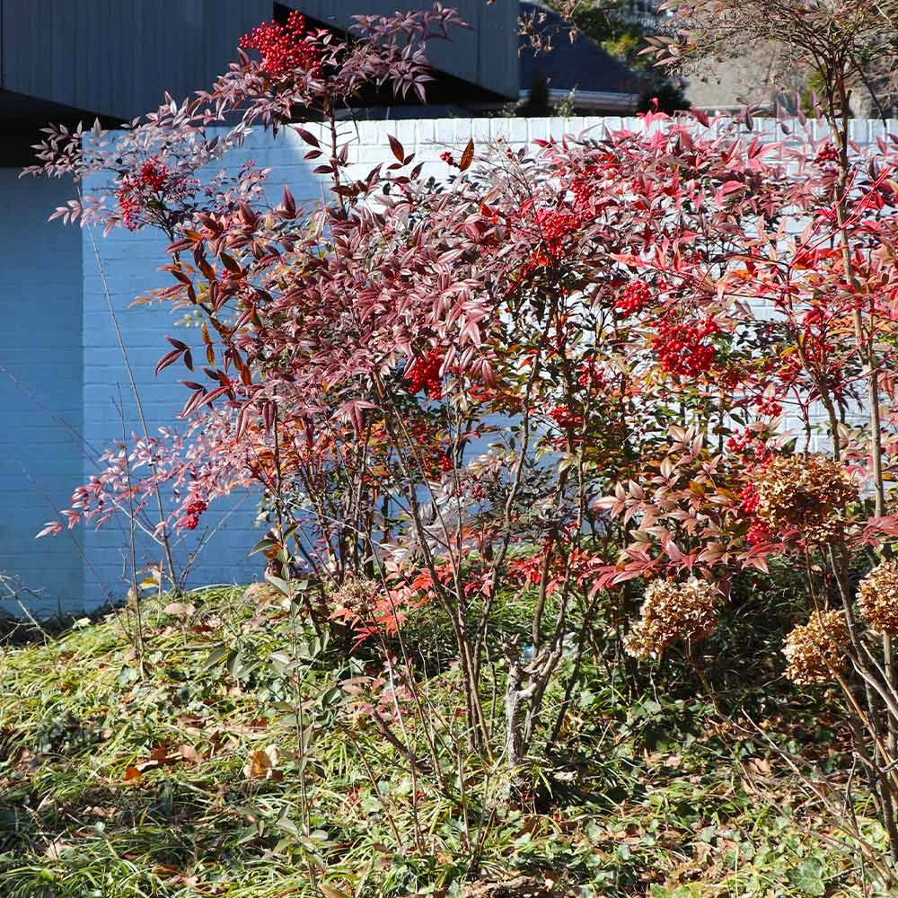 Heavenly Bamboo Nandina Shrub 5 Heavenly Bamboo Nandina Shrub - Image 5