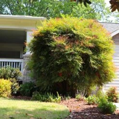 Heavenly Bamboo Nandina Shrub 11 Heavenly Bamboo Nandina Shrub -Flowering Trees Sales Nandina Heavenly Bamboo 7