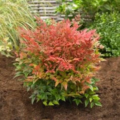 Obsession™ Nandina Shrub 10 Obsession™ Nandina Shrub -Flowering Trees Sales Nandina Obsession 2