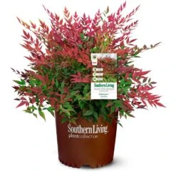 Obsession™ Nandina Shrub 13 Obsession™ Nandina Shrub -Flowering Trees Sales Nandina Obsession 4