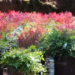 Obsession™ Nandina Shrub 15 Obsession™ Nandina Shrub -Flowering Trees Sales Nandina Obsession 7 FGT