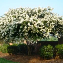 Natchez Crape Myrtle Tree 10 Natchez Crape Myrtle Tree -Flowering Trees Sales Natchez Crape Myrtle 1 FGT