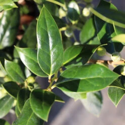 Needlepoint Holly 7 Needlepoint Holly -Flowering Trees Sales Needlepoint Holly 3