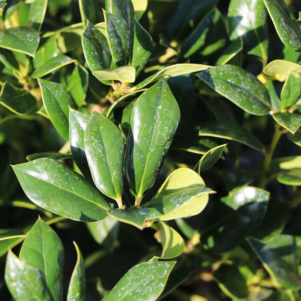 Needlepoint Holly 4 Needlepoint Holly - Image 4