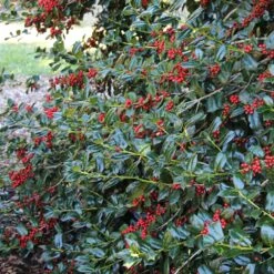 Nellie Stevens Holly -Flowering Trees Sales Nellie Stevens Holly 1 FGT