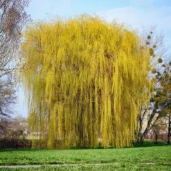 Niobe Golden Weeping Willow -Flowering Trees Sales Niobe weeping willow 1