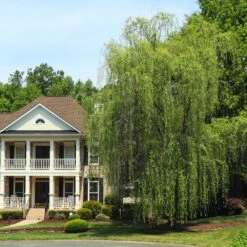 Niobe Golden Weeping Willow -Flowering Trees Sales Niobe weeping willow 3