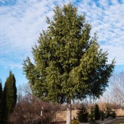 Norway Spruce Tree 7 Norway Spruce Tree -Flowering Trees Sales Norway Spruce 2 FGT