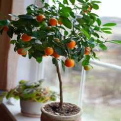 Nules Clementine Tree - USDA Organic -Flowering Trees Sales Nules Clementine 2 FGT