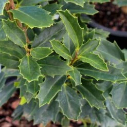 Oak Leaf™ Holly Tree 6 Oak Leaf™ Holly Tree -Flowering Trees Sales Oak Leaf Holly 3