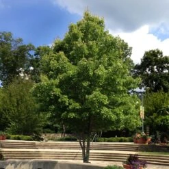 October Glory Red Maple Tree -Flowering Trees Sales October Glory Maple 1 FGT