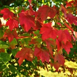 October Glory Red Maple Tree -Flowering Trees Sales October Glory Maple 2 FGT