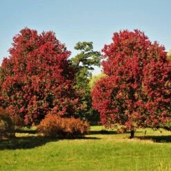 New Arrival -Flowering Trees Sales October Glory Maple 3 FGT