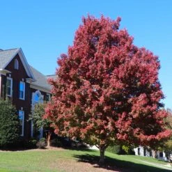October Glory Red Maple Tree -Flowering Trees Sales October Glory Maple 4