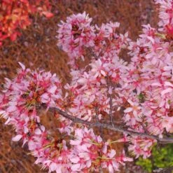 Okame Cherry Tree 12 Okame Cherry Tree -Flowering Trees Sales Okame Cherry 01 FGT