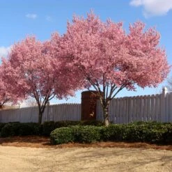 Okame Cherry Tree 11 Okame Cherry Tree -Flowering Trees Sales Okame Cherry 02 FGT