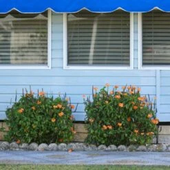 Orange Marmalade Crossandra Shrub -Flowering Trees Sales Orange Marrmelade Crossandra 4