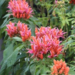 Orange Shrimp Plant 7 Orange Shrimp Plant -Flowering Trees Sales Orange Shrim plant 2 BB