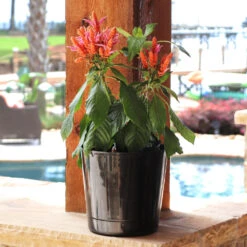 Orange Shrimp Plant 6 Orange Shrimp Plant -Flowering Trees Sales Orange Shrim plant 3