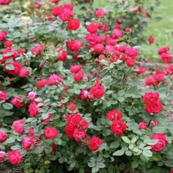 Oso Easy® Double Red Rose 7 Oso Easy® Double Red Rose -Flowering Trees Sales Oso Double Red Rose 1