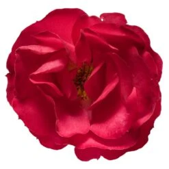 Oso Easy® Double Red Rose 8 Oso Easy® Double Red Rose -Flowering Trees Sales Oso Double Red Rose 3