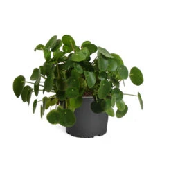 Pilea Peperomioides (Pancake Plant) -Flowering Trees Sales PIL PEP1 standard pot