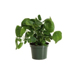 Pilea Peperomioides (Pancake Plant) -Flowering Trees Sales PIL PEP6 standard pot