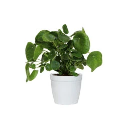 Pilea Peperomioides (Pancake Plant) -Flowering Trees Sales PIL PEP6 white delilah
