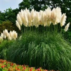 Flowering Trees Sales 24 Flowering Trees Sales -Flowering Trees Sales Pampas Grass 3 FGT