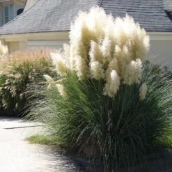Pampas Grass 5 Pampas Grass -Flowering Trees Sales Pampas Grass 4 FGT