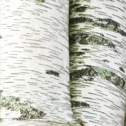 White Birch Tree 8 White Birch Tree -Flowering Trees Sales Paper White Birch 2
