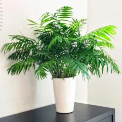 Air-Purifying House Plant Kit 10 Air-Purifying House Plant Kit -Flowering Trees Sales Parlor Palm 1 FGT 9892e9fa 6353 4f8b 9408 ebc964ef0bf6