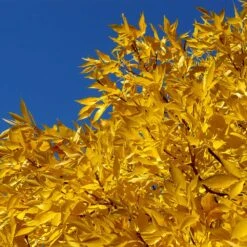 Patmore Green Ash Tree 9 Patmore Green Ash Tree -Flowering Trees Sales Patmore Green Ash 2