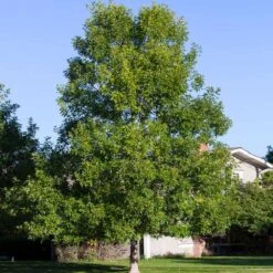 Patmore Green Ash Tree 7 Patmore Green Ash Tree -Flowering Trees Sales Patmore Green Ash 4