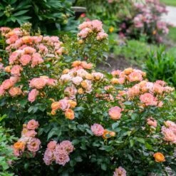 Peach Drift® Rose -Flowering Trees Sales Peach Drift Rose 2 FGT
