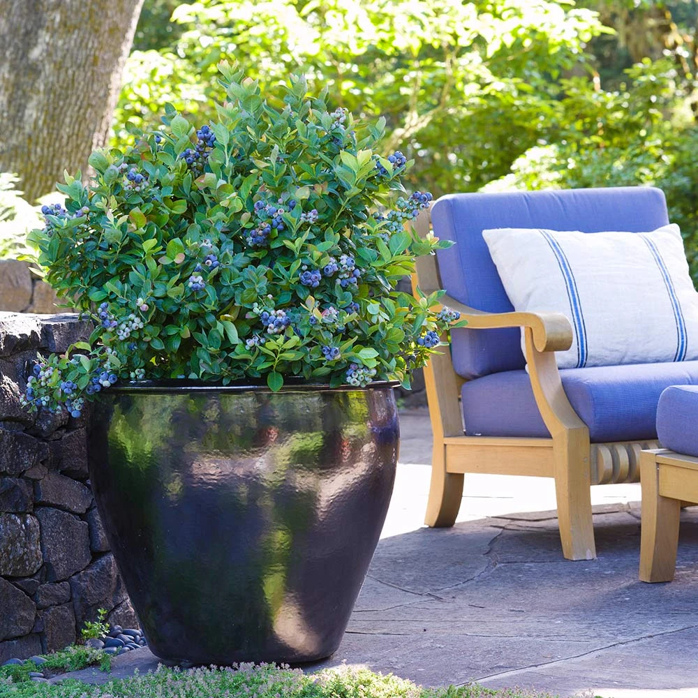 Bushel And Berry® Peach Sorbet™ Blueberry Bush 2 Bushel And Berry® Peach Sorbet™ Blueberry Bush - Image 2