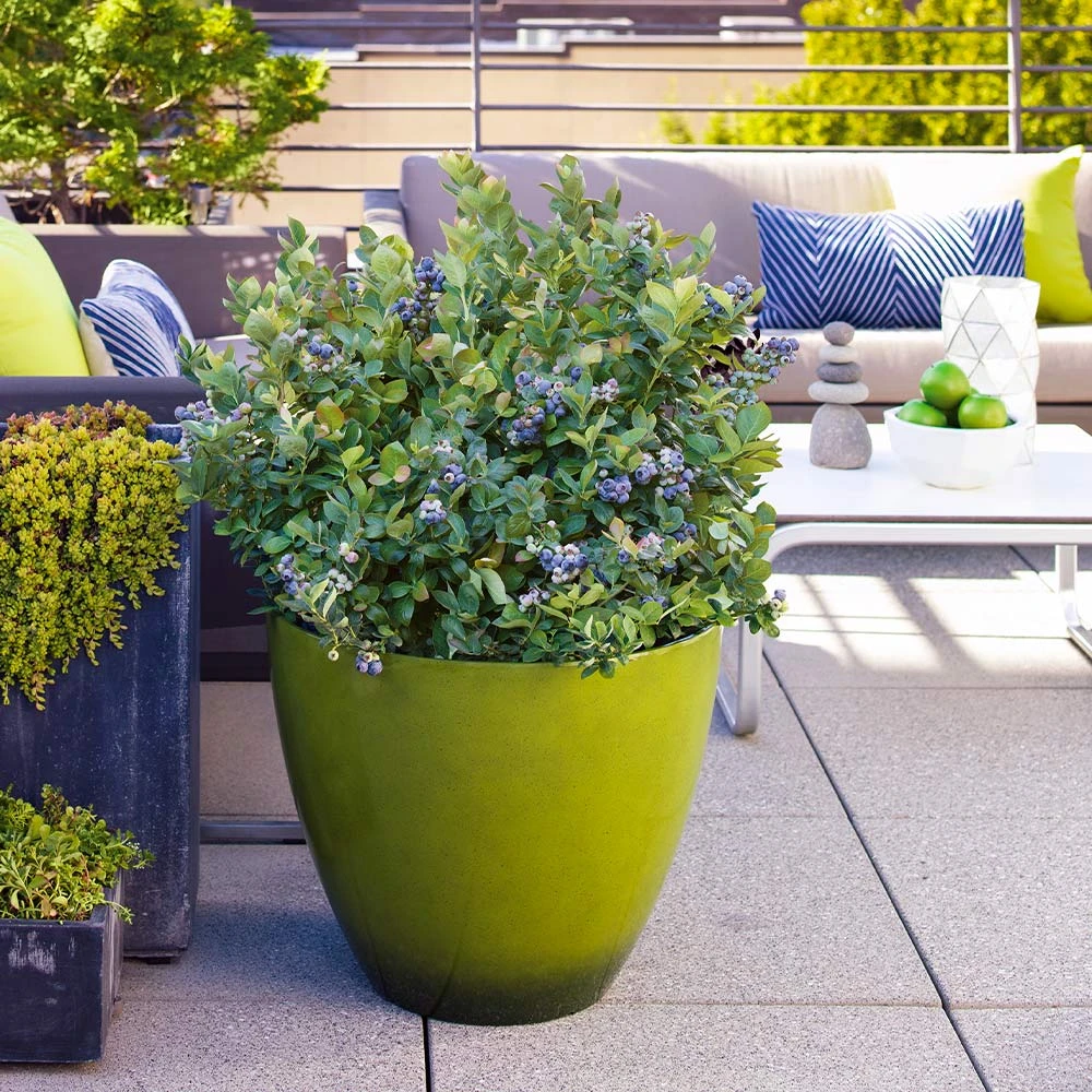 Bushel And Berry® Peach Sorbet™ Blueberry Bush 4 Bushel And Berry® Peach Sorbet™ Blueberry Bush - Image 4