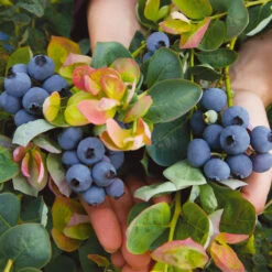 Bushel And Berry® Peach Sorbet™ Blueberry Bush 9 Bushel And Berry® Peach Sorbet™ Blueberry Bush -Flowering Trees Sales Peach Sorbet BLueberry 7